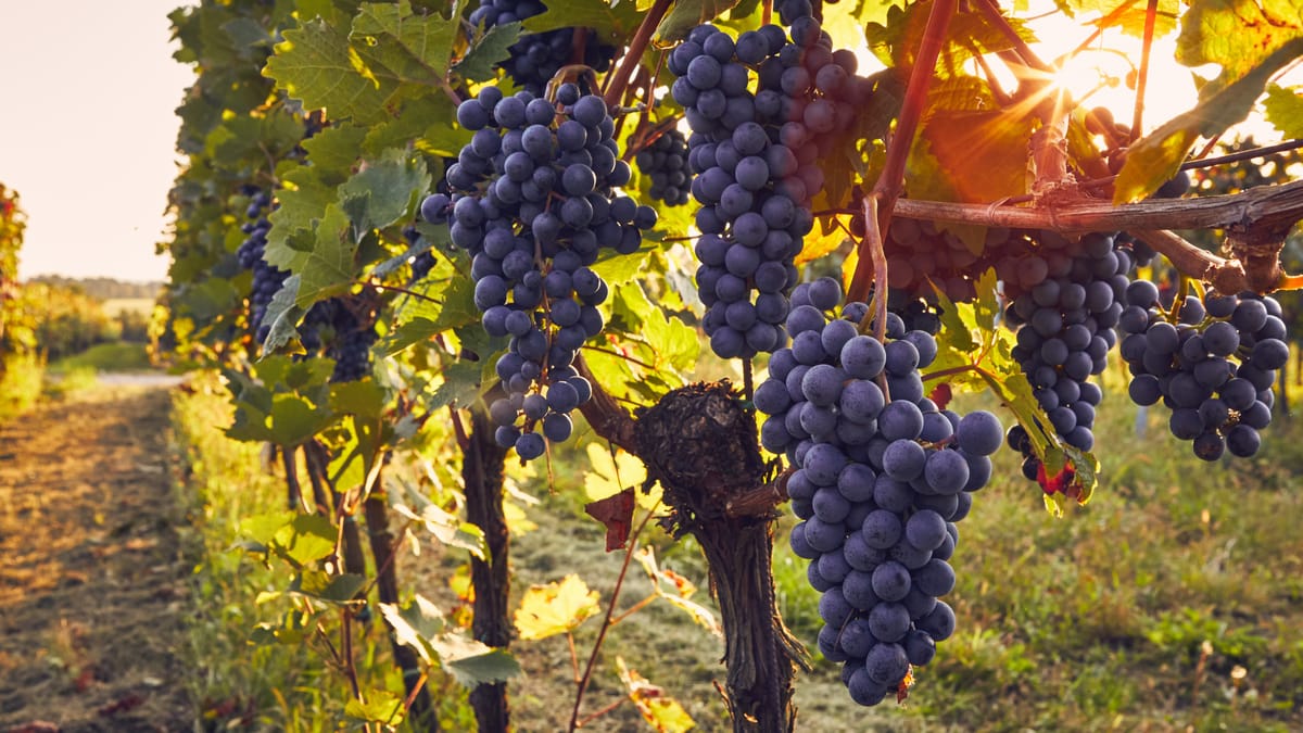 Grappes de raisin noir à contre-jour, quelques jours avant les vendanges