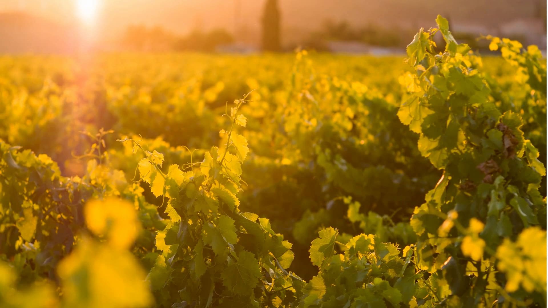 Feuillage de vigne dans la lumière dorée du soir, au vignoble