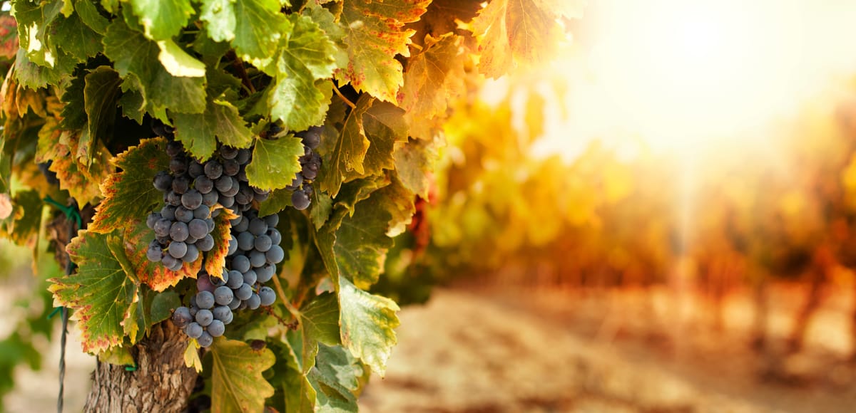 Rang de vigne du Vitryat en contre-jour doré