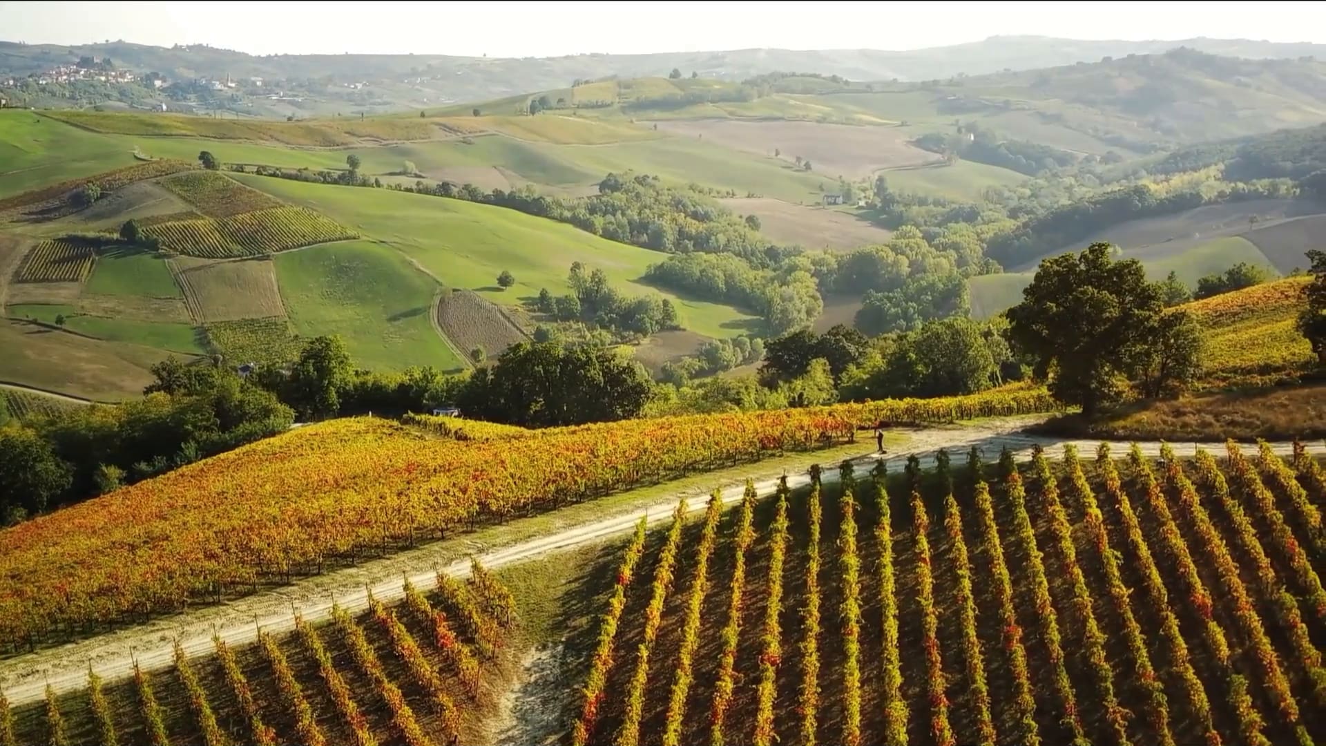 Coteaux de vignes survolés en fin de journée